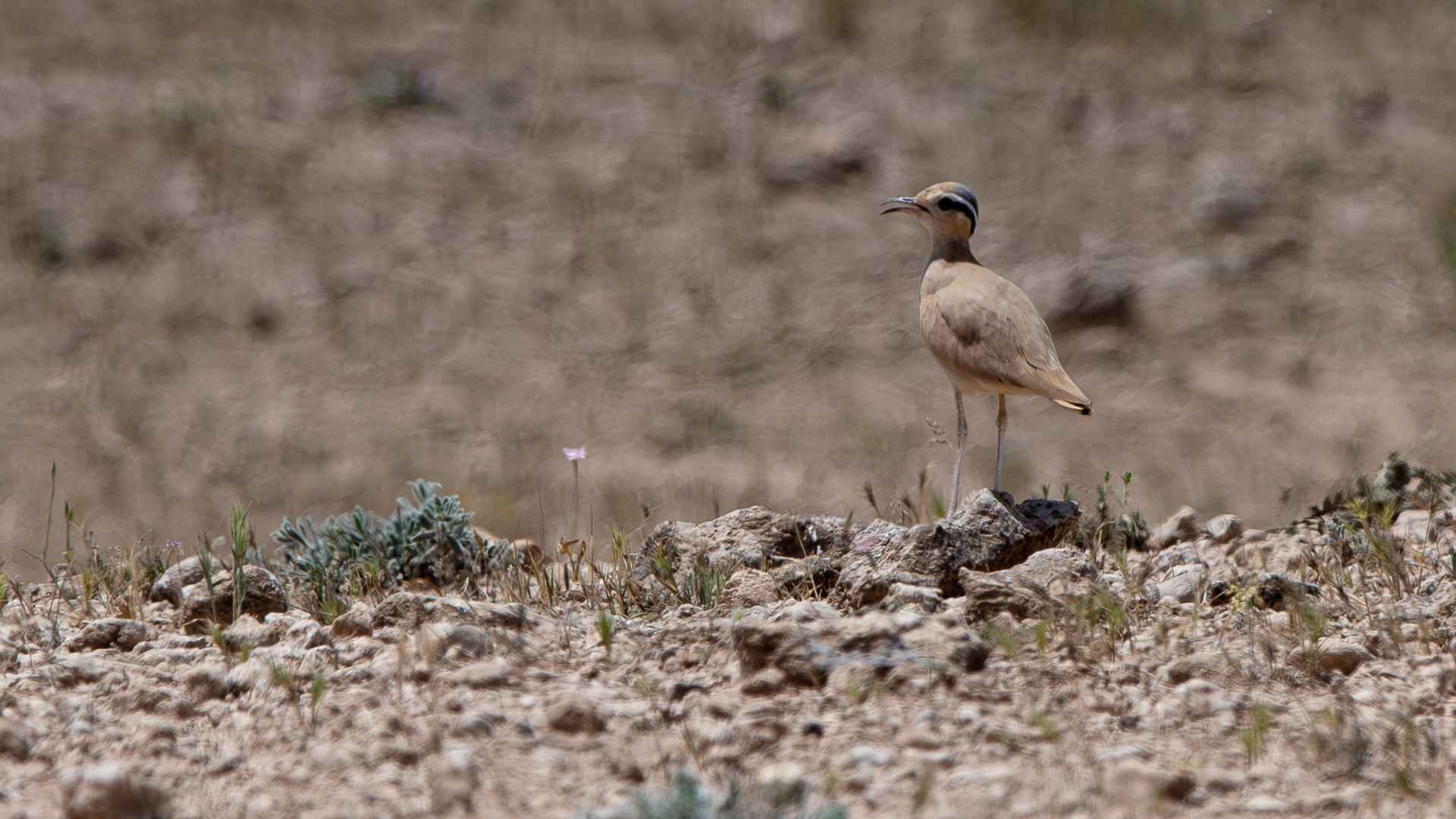 Cream-colored Courser
